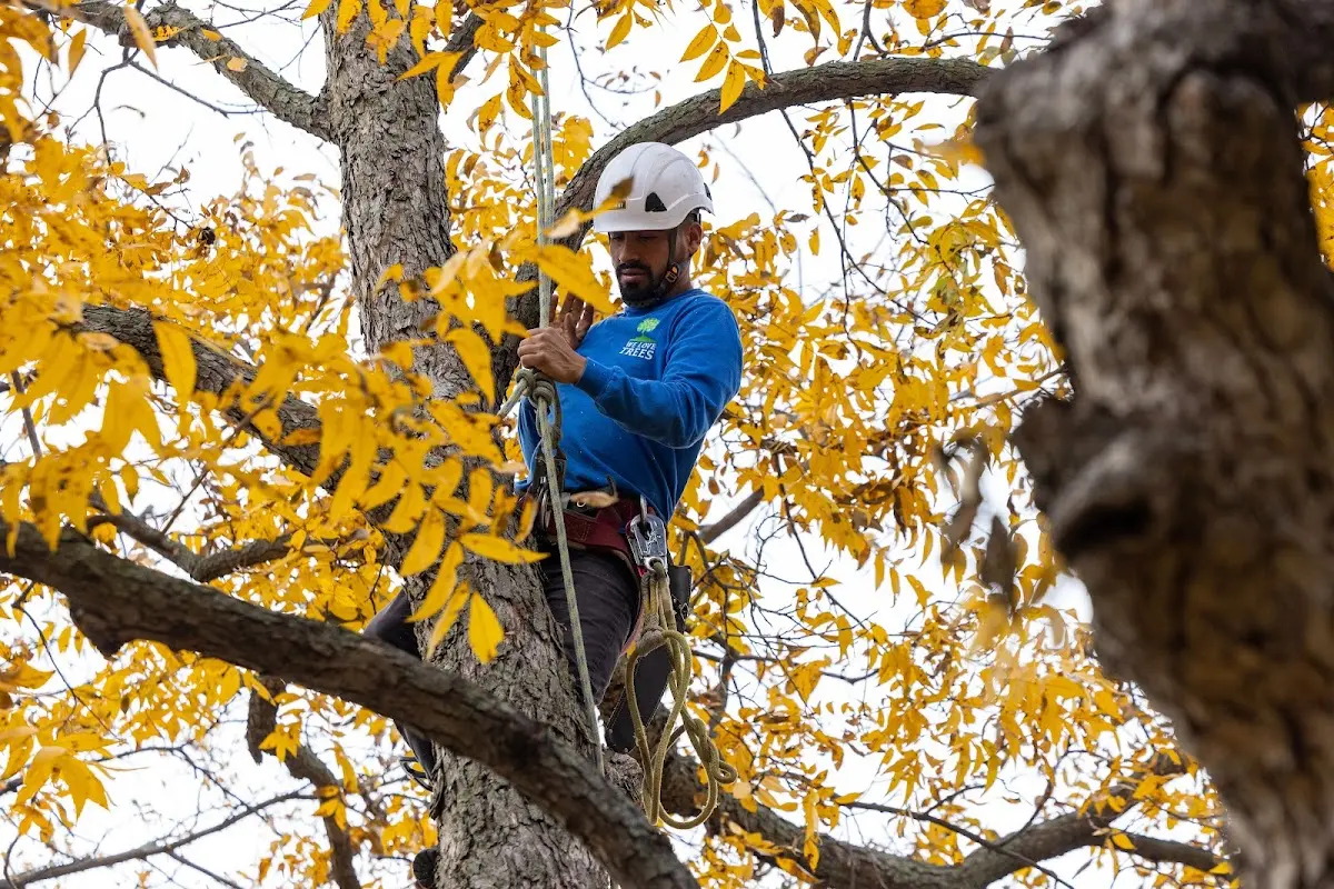 Skilled Tree Transplanting crew working in Athens